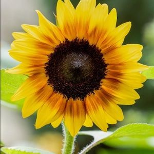 Meet your Posher, Leandri